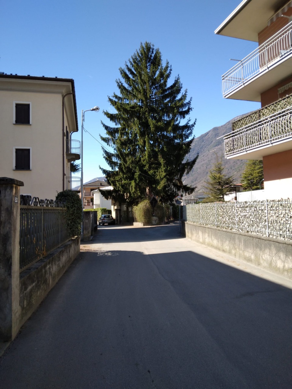 Una pianta pericolosa in Porta Milanese