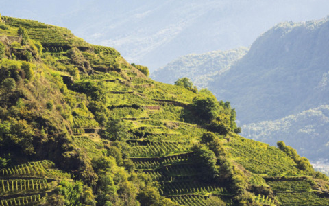 Vinitaly 2026: La Valle di Valtellina e la ViVa Lounge