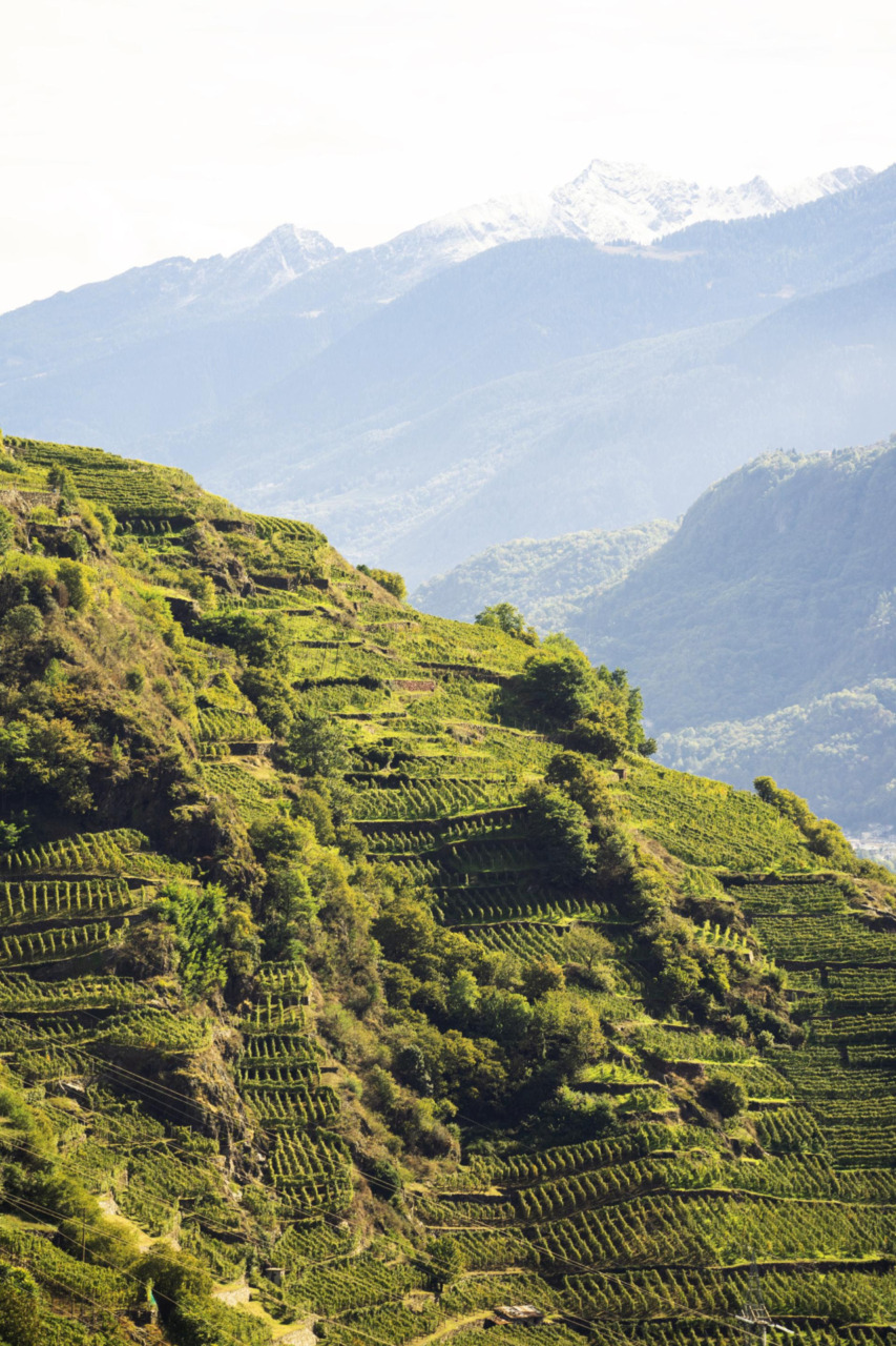 Vinitaly 2026: La Valle di Valtellina e la ViVa Lounge