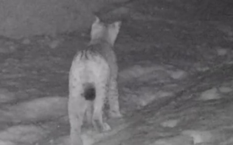Una lince fotografata nel Parco vicino al lago di Livigno