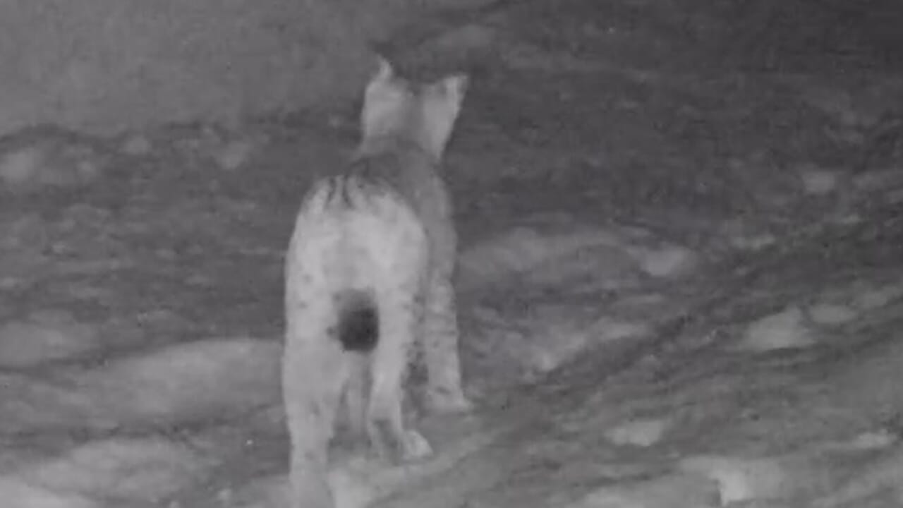 Una lince fotografata nel Parco vicino al lago di Livigno