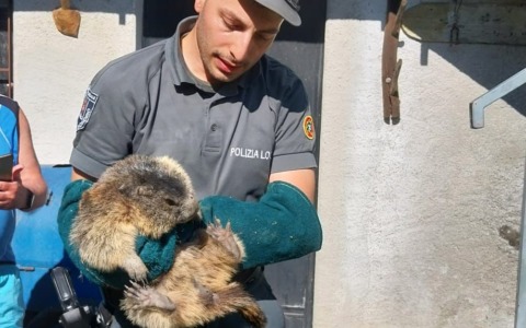 Salvata una marmotta in un’area residenziale