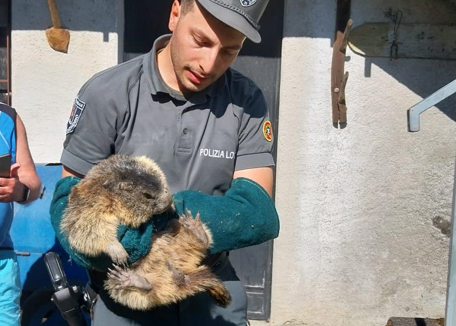 Salvata una marmotta in un’area residenziale