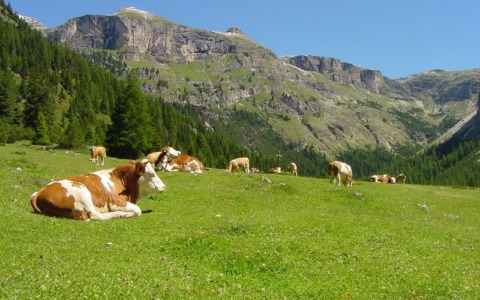 Scoprire la biodiversità agli alpeggi Pedroria e Madrera