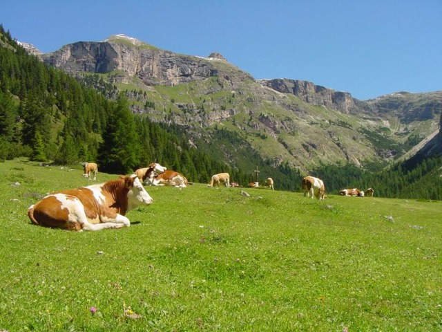 Scoprire la biodiversità agli alpeggi Pedroria e Madrera