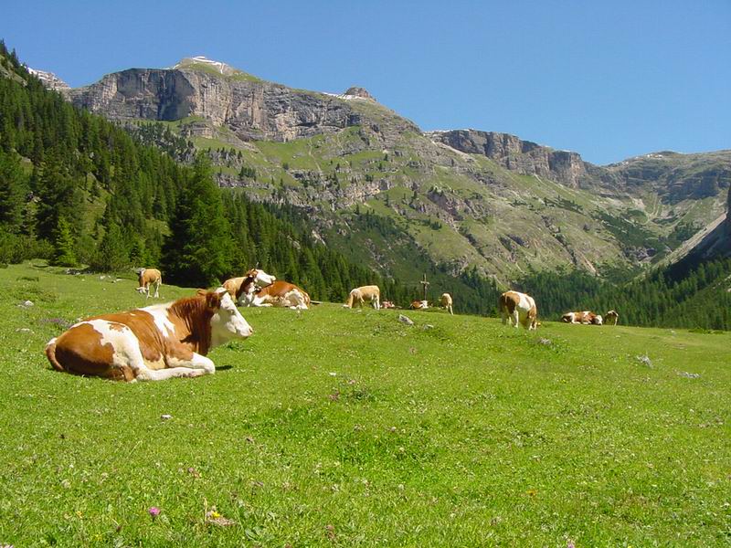 Scoprire la biodiversità agli alpeggi Pedroria e Madrera