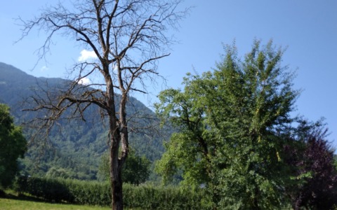 Cittadino segnala alberi secchi per la sicurezza pubblica