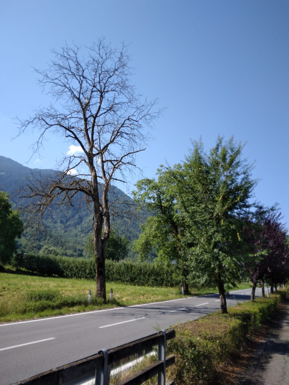 Cittadino segnala alberi secchi per la sicurezza pubblica