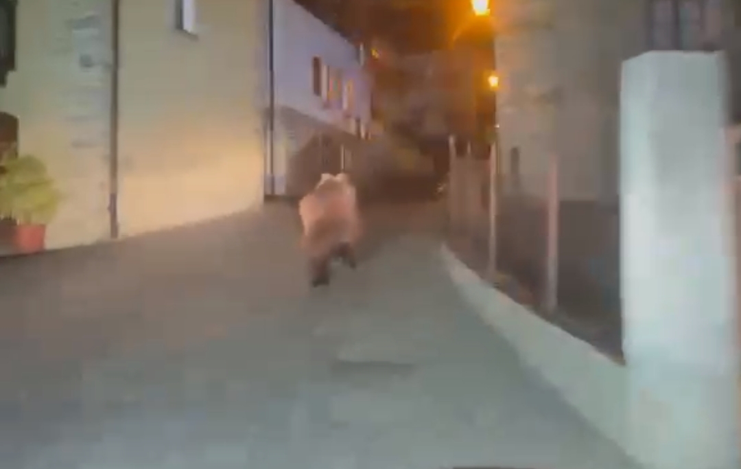 Un orso in libertà tra le abitazioni di Oga