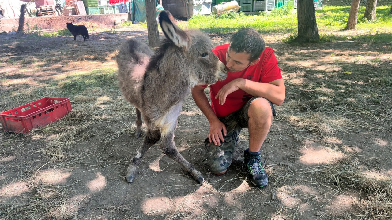 Un piccolo asinello ha bisogno di aiuto a Villa di Tirano