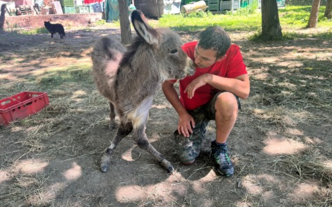 Un piccolo asinello ha bisogno di aiuto a Villa di Tirano